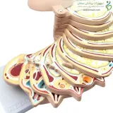 مولاژ برش عرضی سر انسان اندازه طبیعی
