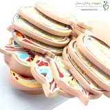 مولاژ برش عرضی سر انسان اندازه طبیعی