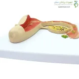 مولاژ فرایند آزادسازی تخمدان کد ۱۵۸۴