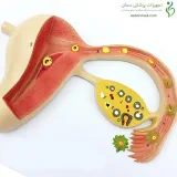 مولاژ فرایند آزادسازی تخمدان کد ۱۵۸۴