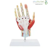 مولاژ عضلات مچ دست کد ۰۳۵۲