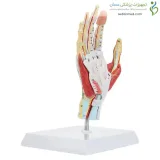 مولاژ عضلات مچ دست کد ۰۳۵۲