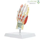 مولاژ عضلات مچ دست کد ۰۳۵۲