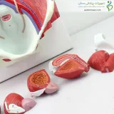 مولاژ کلیه و دفع ادرار ۶ قسمتی کد ۰۵۶۳