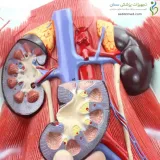 مولاژ کلیه و دفع ادرار ۶ قسمتی کد ۰۵۶۳
