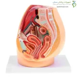 مولاژ ساژینال عضلات لگن زنانه و مردانه