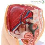 مولاژ ساژینال عضلات لگن زنانه و مردانه