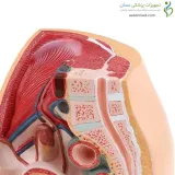 مولاژ ساژینال عضلات لگن زنانه و مردانه