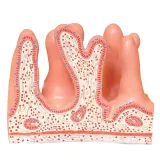 مولاژ پرز روده کد ۰۴۵۴