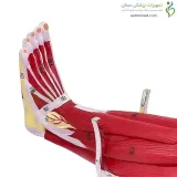 مولاژ عضلات پا کامل ۱/۲ اندازه طبیعی