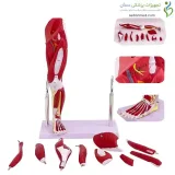 مولاژ عضلات پا کامل ۱/۲ اندازه طبیعی