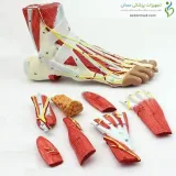 مولاژ عضلات مچ پا ۹ قسمتی کد ۰۳۴۴