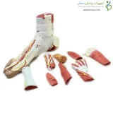 مولاژ عضلات مچ پا ۹ قسمتی کد ۰۳۴۴