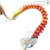 مولاژ اسکلت ستون فقرات
