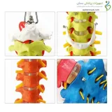 مولاژ اسکلت ستون فقرات