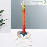 مولاژ اسکلت ستون فقرات