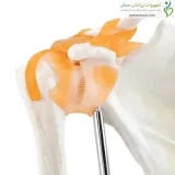 مولاژ مفصل کتف قابل انعطاف