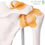 مولاژ مفصل کتف قابل انعطاف