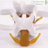مولاژ دیسک کمر