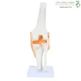 مولاژ مفصل زانو قابل انعطاف