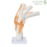 مولاژ مفصل زانو قابل انعطاف