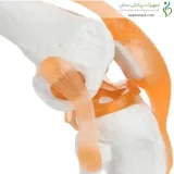مولاژ مفصل زانو قابل انعطاف