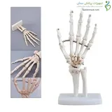 اسکلت مچ دست