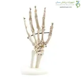 اسکلت مچ دست