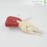 مولاژ مفصل زانو با عضلات