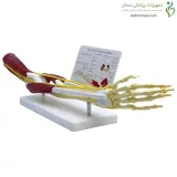مولاژ اسکلت دست کامل با عضلات و عروق