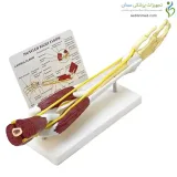 مولاژ اسکلت دست کامل با عضلات و عروق