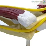 مولاژ اسکلت دست کامل با عضلات و عروق