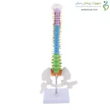 مولاژ مینی ستون فقرات ۱/۲ اندازه طبیعی رنگی