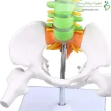 مولاژ مینی ستون فقرات ۱/۲ اندازه طبیعی رنگی