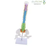 مولاژ مینی ستون فقرات ۱/۲ اندازه طبیعی رنگی