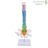 مولاژ مینی ستون فقرات ۱/۲ اندازه طبیعی رنگی