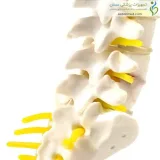 مولاژ اسکلت مهره تحتانی