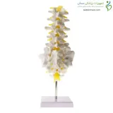 مولاژ اسکلت مهره تحتانی