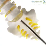 مولاژ اسکلت مهره تحتانی
