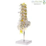 مولاژ اسکلت مهره تحتانی