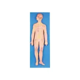 مولاژ سیستم عصبی