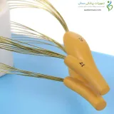مولاژ نخاع با رشته های عصبی