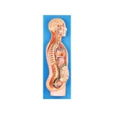 مولاژ سیستم عصبی سمپاتیک
