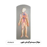 مولاژ سیستم دستگاه گردش خون