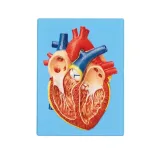 مولاژ قلب انسان دیواری
