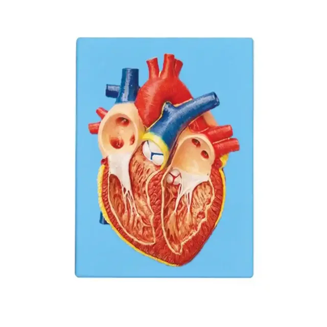 مولاژ قلب انسان دیواری