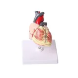 مولاژ قلب کودک