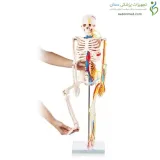 مولاژ اسکلت انسان با قلب و عروق ۸۵cm