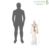مولاژ اسکلت انسان با قلب و عروق ۸۵cm