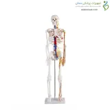 مولاژ اسکلت انسان با قلب و عروق ۸۵cm